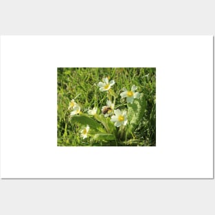 common yellow primrose with a worker honey bee Posters and Art